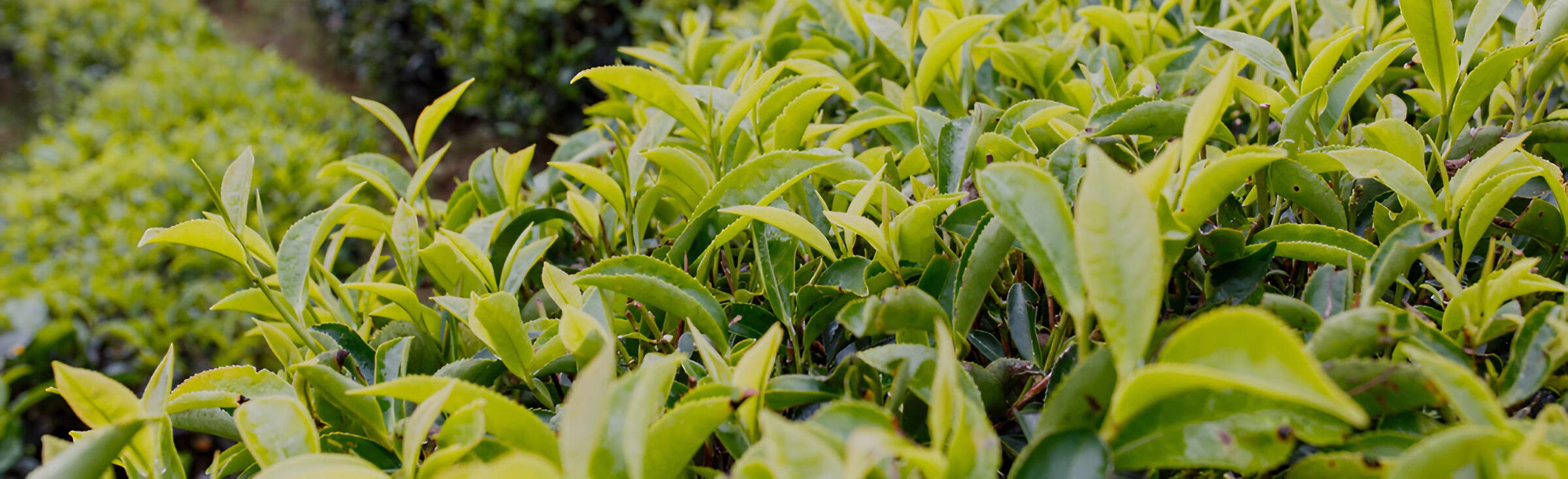 Крупний план зелених листків чайної рослини, ймовірно, Camellia sinensis або Camellia oleifera, що густо ростуть на плантації, з розмитим фоном інших чайних кущів.